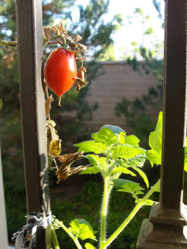 last tomato
