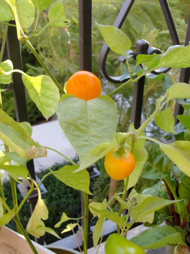 miniature yellow bell