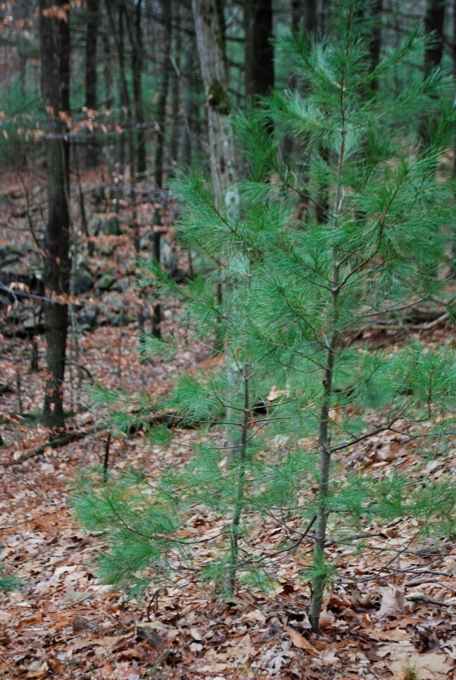 little trees on the trail
