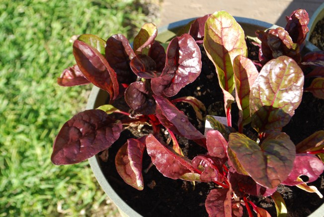 red chard
