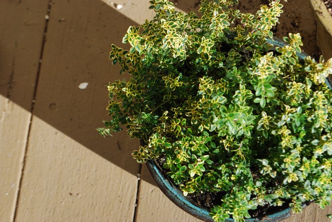 lemon thyme