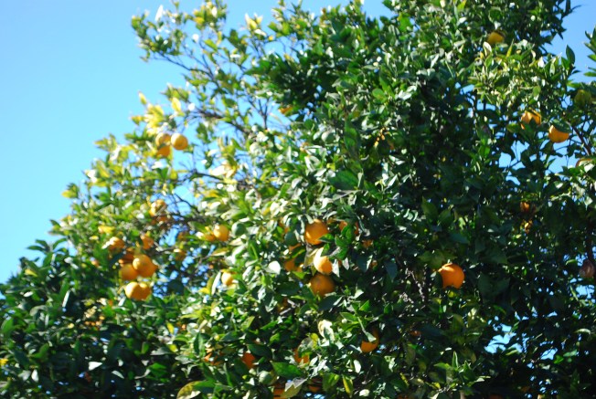 orange tree close up