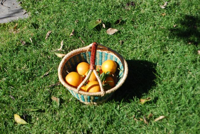 basket of oranges