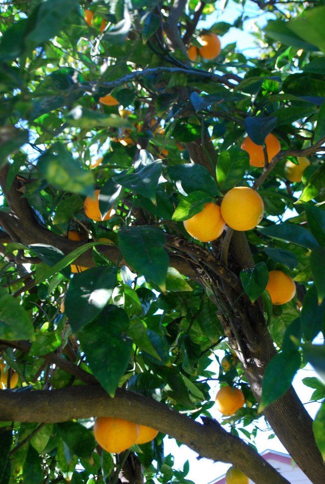 citrus branches