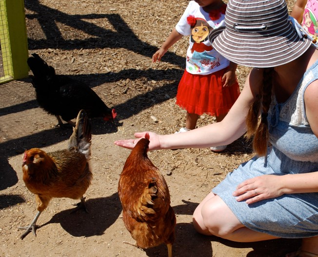 one day id like to have chickens