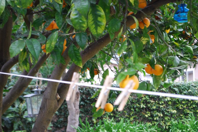 orange tree