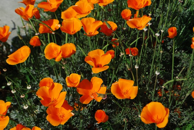 poppies