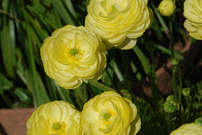 ranunculus