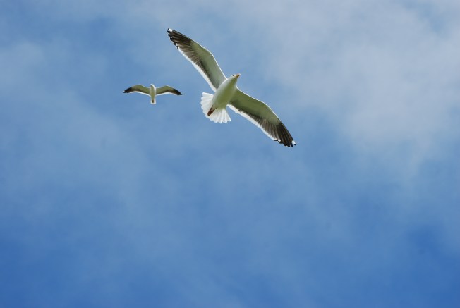 seagulls