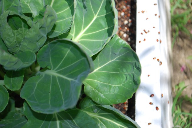 ladybugs go marching