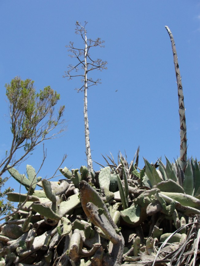 yucca