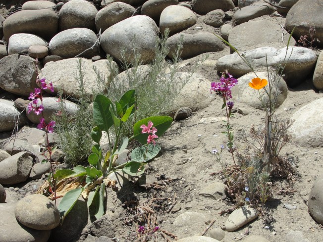 wild flowers in rocks