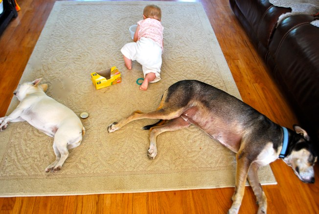 tired dogs, busy baby