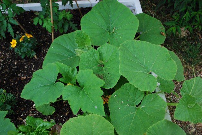 pumpkin growth