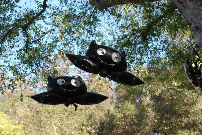 bats in the sky