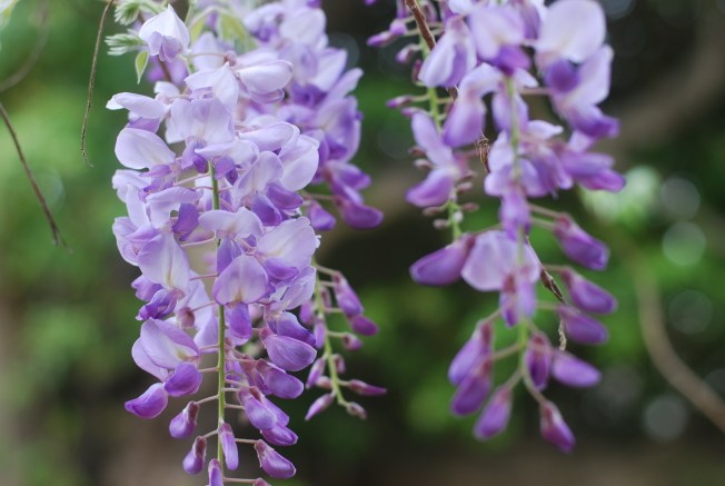wisteria blooms