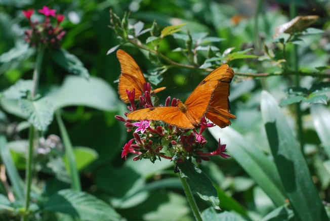 orange butterfly