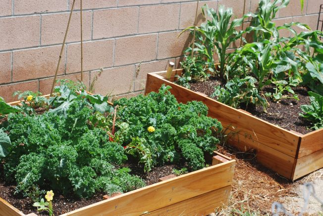 raised beds