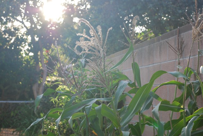 corn in the sunblight
