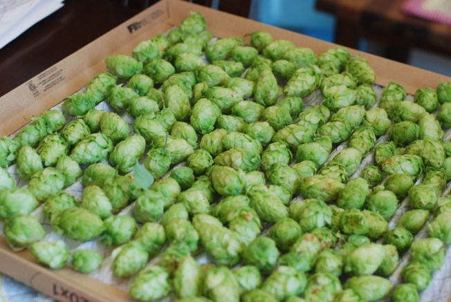drying hops