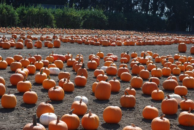 pumpkins galore