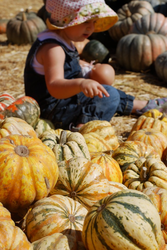 counting pumpkins