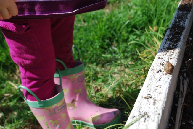 snails in the garden