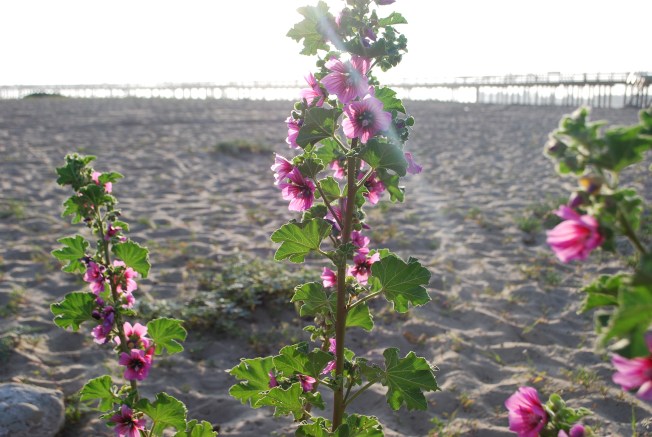 pretty beach flowers